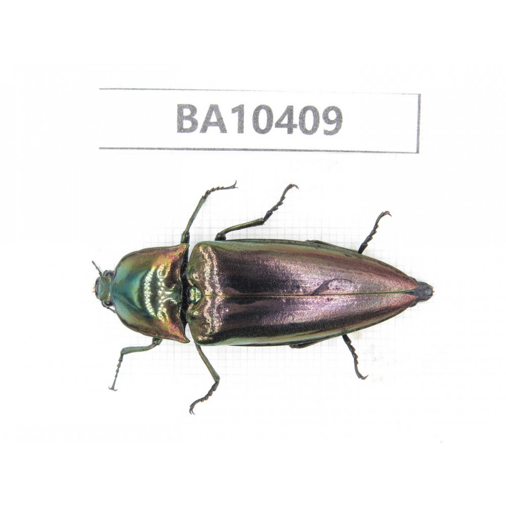 Elateridae sp. China, Guizhou, Qiandongnan, Congjiang county. 1Pcs. BA10409.
