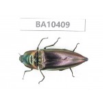 Elateridae sp. China, Guizhou, Qiandongnan, Congjiang county. 1Pcs. BA10409.