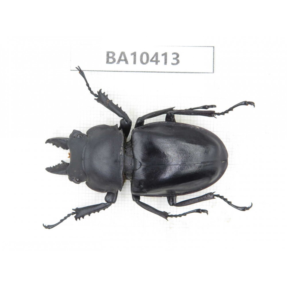 Neolucanus sp. China, Guizhou, Qiandongnan, Taijiang county. 1M. BA10413.