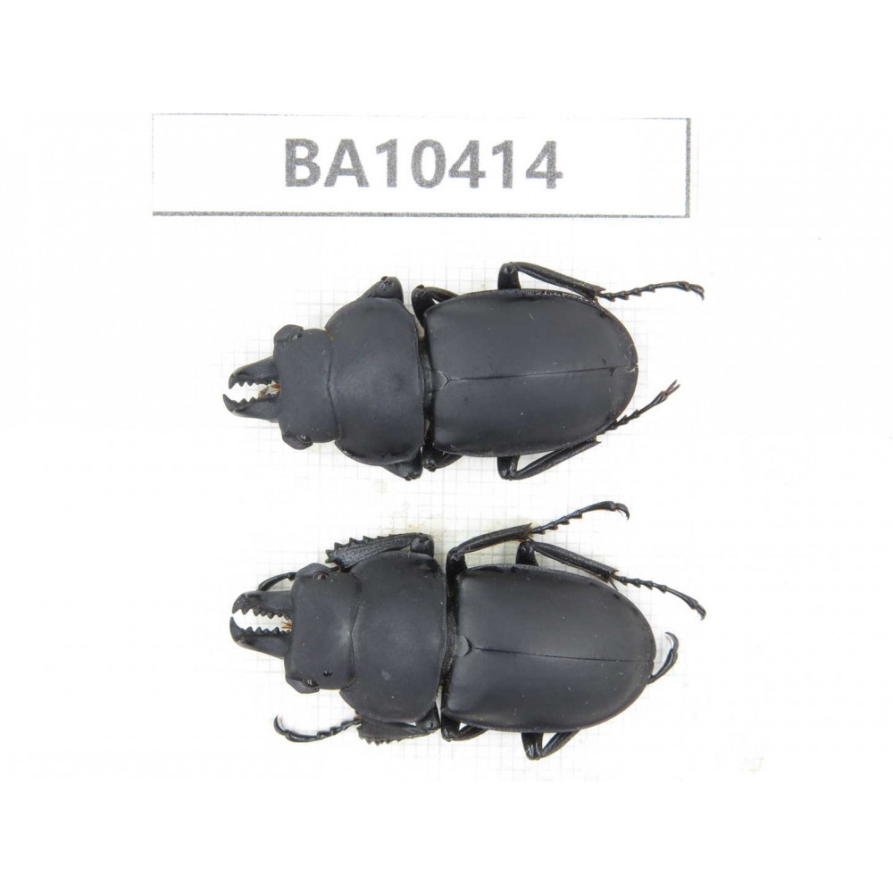 Neolucanus sp. China, Guizhou, Qiandongnan, Taijiang county. 2M. BA10414.