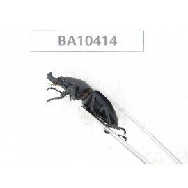 Neolucanus sp. China, Guizhou, Qiandongnan, Taijiang county. 2M. BA10414.