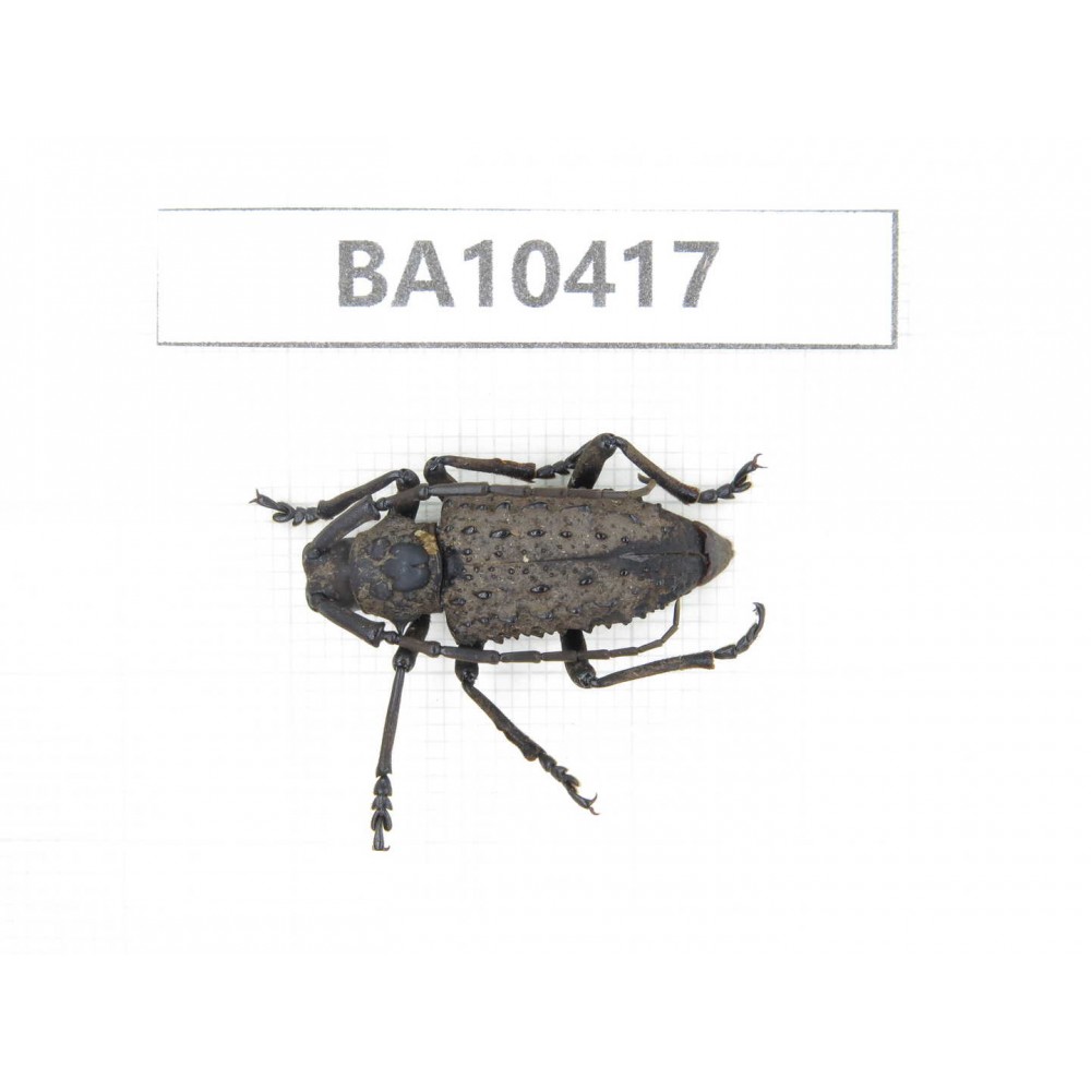 Cerambycidae sp. China, Guizhou, Qiandongnan, Taijiang county. 1Pcs. BA10417.