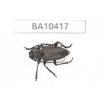 Cerambycidae sp. China, Guizhou, Qiandongnan, Taijiang county. 1Pcs. BA10417.