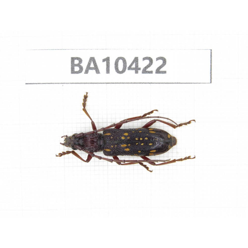 Cerambycidae sp. China, Guizhou, Qiandongnan, Rongjiang county. 1Pcs. BA10422.