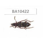 Cerambycidae sp. China, Guizhou, Qiandongnan, Rongjiang county. 1Pcs. BA10422.