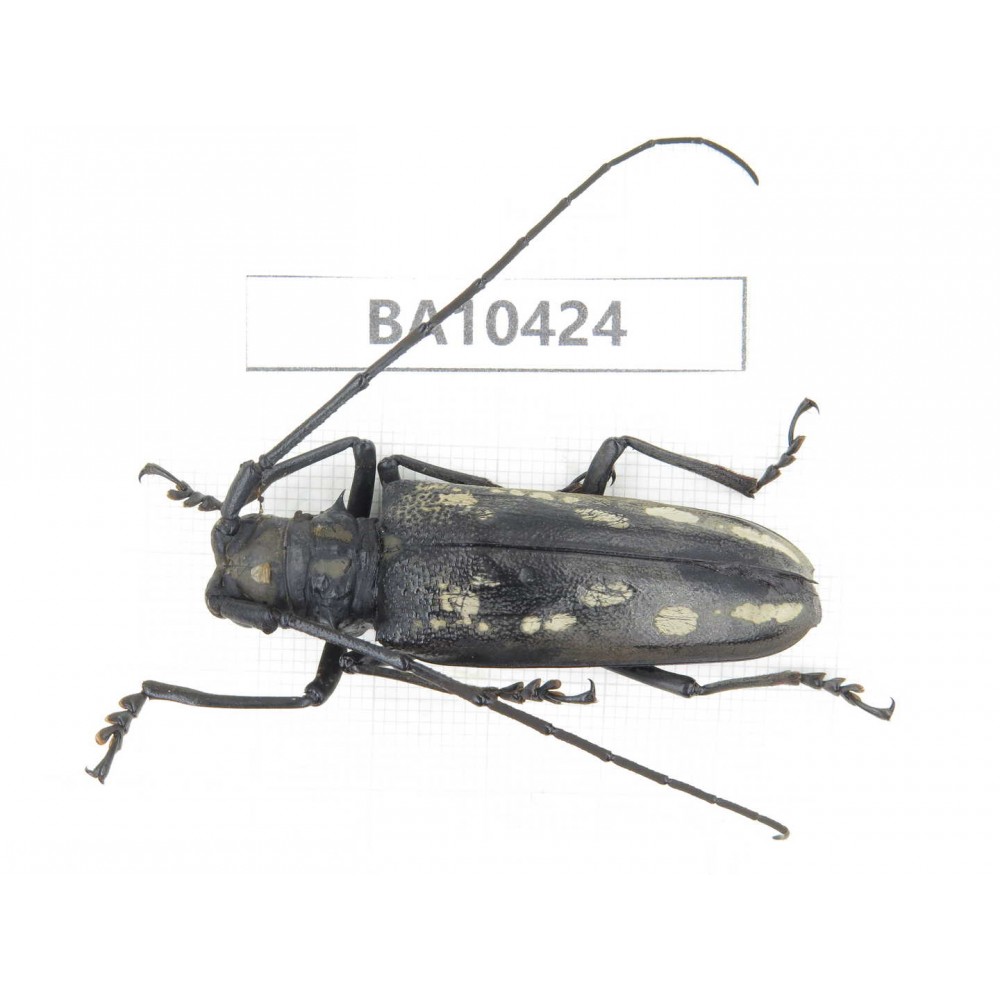Cerambycidae sp. China, Guizhou, Qiandongnan, Rongjiang county. 1Pcs. BA10424.