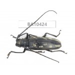 Cerambycidae sp. China, Guizhou, Qiandongnan, Rongjiang county. 1Pcs. BA10424.