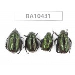 Rutelidae sp. China, Yunnan, Chuxiong, Shuangbai county.4Pcs. BA10431.