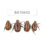 Rutelidae sp. China, Yunnan, Chuxiong, Shuangbai county.4Pcs. BA10432.