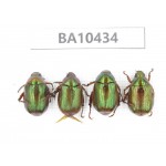 Rutelidae sp. China, Yunnan, Chuxiong, Shuangbai county.4Pcs. BA10434.
