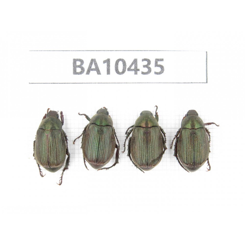 Rutelidae sp. China, Yunnan, Chuxiong, Shuangbai county.4Pcs. BA10435.