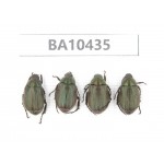 Rutelidae sp. China, Yunnan, Chuxiong, Shuangbai county.4Pcs. BA10435.