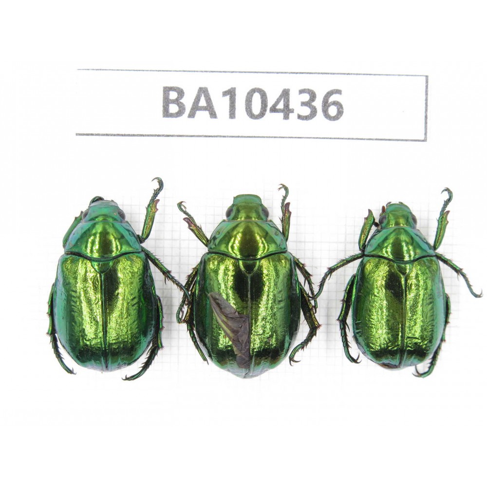 Rutelidae sp. China, Yunnan, Chuxiong, Shuangbai county. 3Pcs. BA10436.