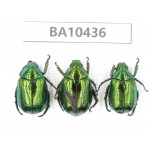 Rutelidae sp. China, Yunnan, Chuxiong, Shuangbai county. 3Pcs. BA10436.