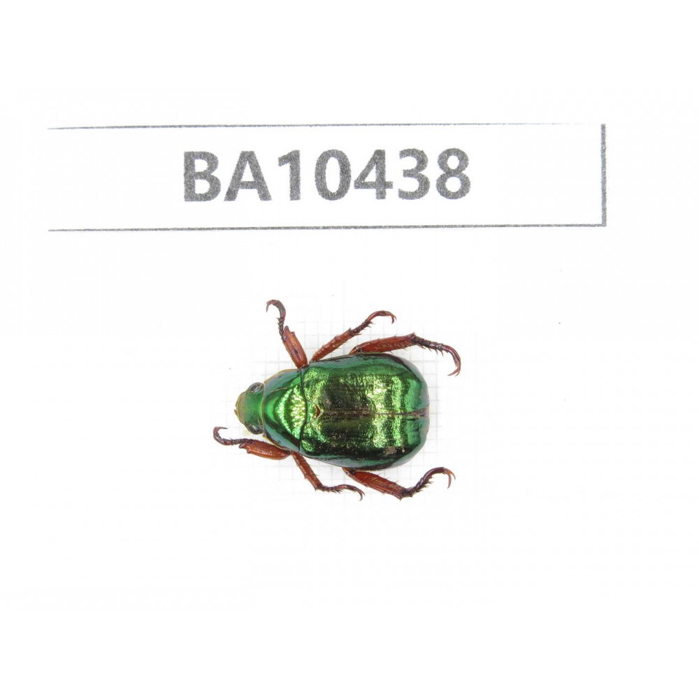 Rutelidae sp. China, Yunnan, Chuxiong, Shuangbai county. 1Pcs. BA10438.