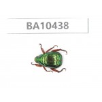 Rutelidae sp. China, Yunnan, Chuxiong, Shuangbai county. 1Pcs. BA10438.