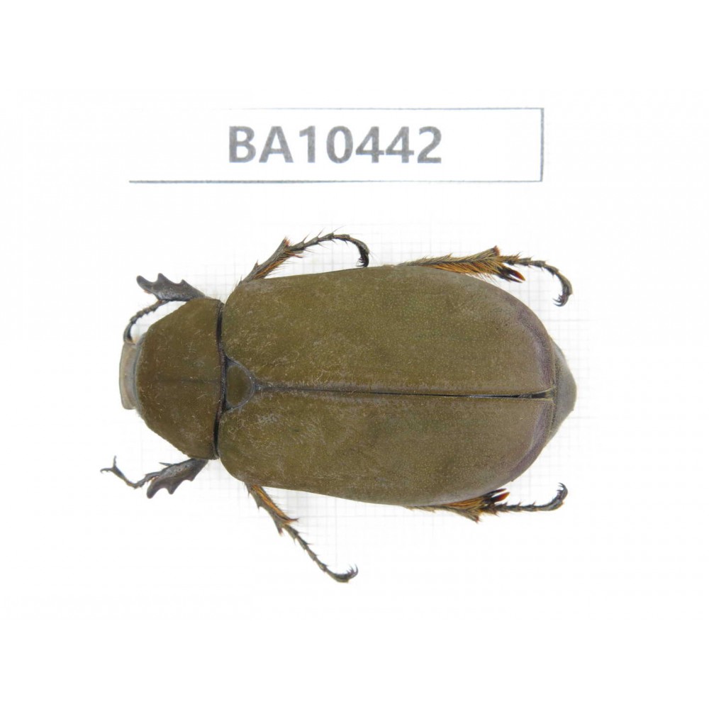Melolonthidae sp. China, Yunnan, Chuxiong, Shuangbai county. 1Pcs. BA10442.
