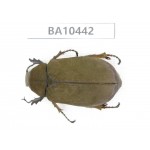 Melolonthidae sp. China, Yunnan, Chuxiong, Shuangbai county. 1Pcs. BA10442.