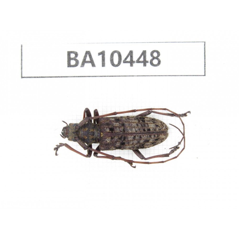 Cerambycidae sp. China, Yunnan, Chuxiong, Shuangbai county. 1Pcs. BA10448.