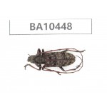 Cerambycidae sp. China, Yunnan, Chuxiong, Shuangbai county. 1Pcs. BA10448.