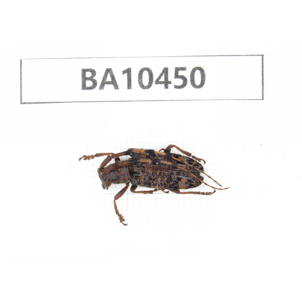 Cerambycidae sp. China, Yunnan, Chuxiong, Shuangbai county. 1Pcs. BA10450.