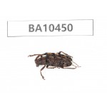 Cerambycidae sp. China, Yunnan, Chuxiong, Shuangbai county. 1Pcs. BA10450.