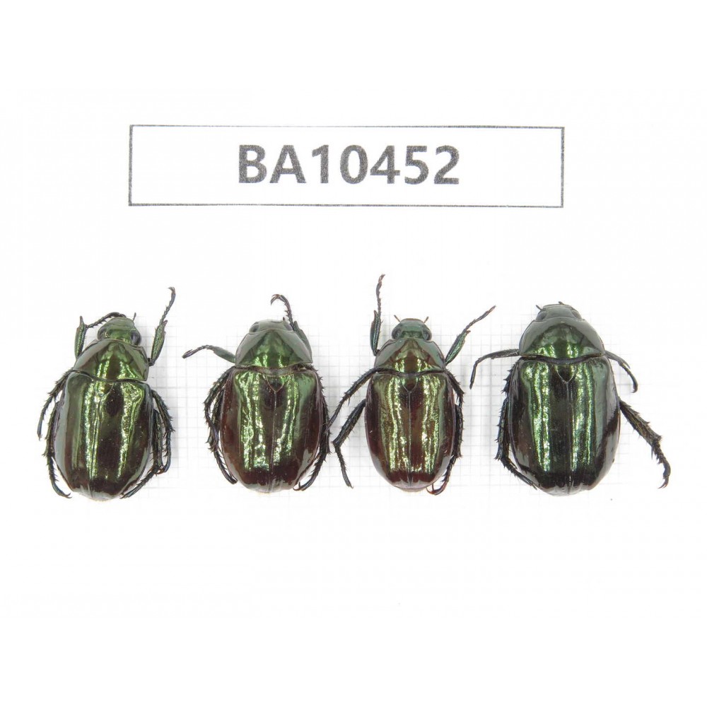 Rutelidae sp. China, Yunnan, Lijiang, S of Mt.Yunling. 4Pcs. BA10452.
