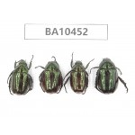 Rutelidae sp. China, Yunnan, Lijiang, S of Mt.Yunling. 4Pcs. BA10452.