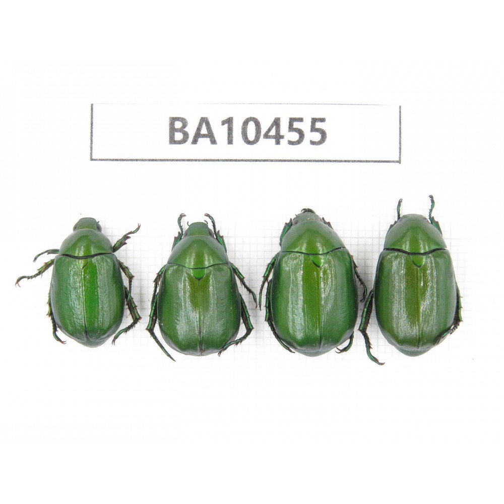 Rutelidae sp. China, Yunnan, Lijiang, S of Mt.Yunling. 4Pcs. BA10455.