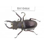 Lucanus fryi. China, Yunnan, Dali, N of Mt.Cangshan. 1M. BA10464.