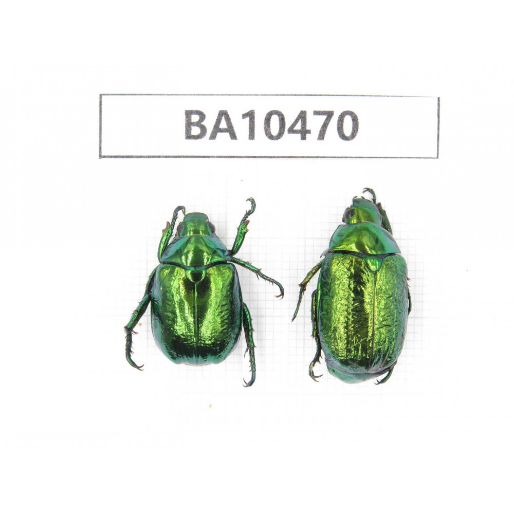 Rutelidae sp. China, Yunnan, Dali, Fengyi town. 2Pcs. BA10470.