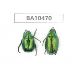 Rutelidae sp. China, Yunnan, Dali, Fengyi town. 2Pcs. BA10470.