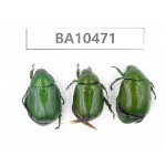 Rutelidae sp. China, Yunnan, Dali, Fengyi town. 3Pcs. BA10471.