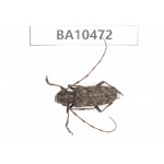 Cerambycidae sp. China, Yunnan, Dali, Fengyi town. 1Pcs. BA10472.