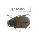 Melolonthidae sp. China, Yunnan, Chuxiong, Shuangbai county. 1Pcs. BA10480.