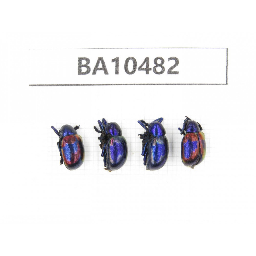 Chrysomelidae sp. China,  Yunnan, Chuxiong, Shuangbai county. 4Pcs. BA10482.