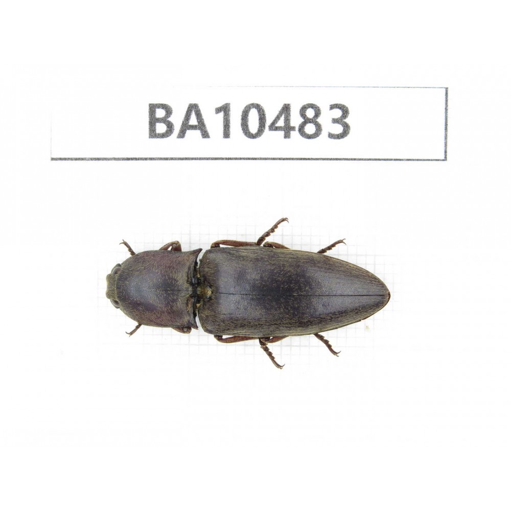 Elateridae sp. China, Yunnan, Chuxiong, Shuangbai county.1Pcs. BA10483.