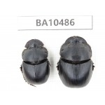 Geotrupidae sp. China,  Yunnan, Dali, S of Mt.Cangshan. 2Pcs. BA10486.