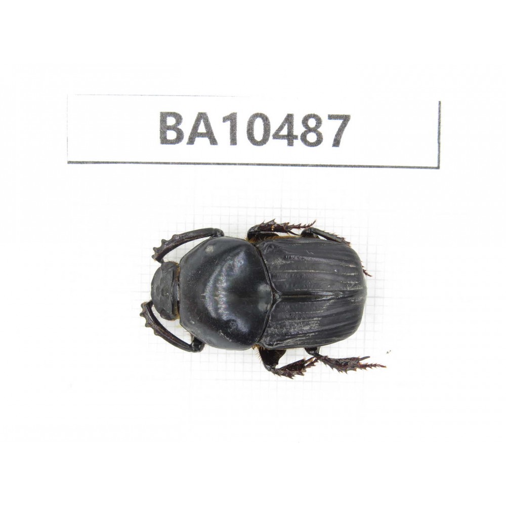 Geotrupidae sp. China,  Yunnan, Dali, S of Mt.Cangshan. 1Pcs. BA10487.