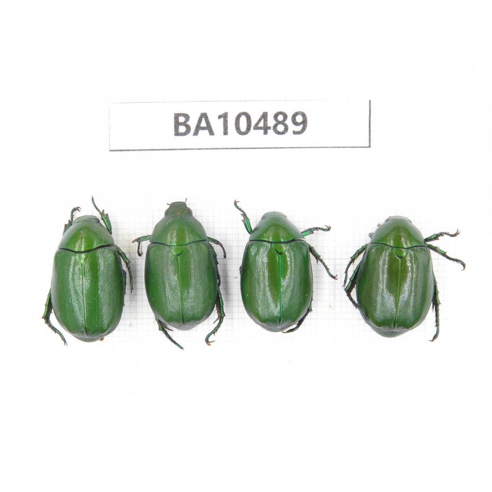 Rutelidae sp. China, Yunnan, Dali, S of Mt.Cangshan. 4Pcs. BA10489.