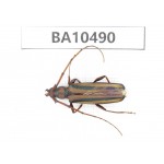 Cerambycidae sp. China, Yunnan, Dali, S of Mt.Cangshan. 1Pcs. BA10490.