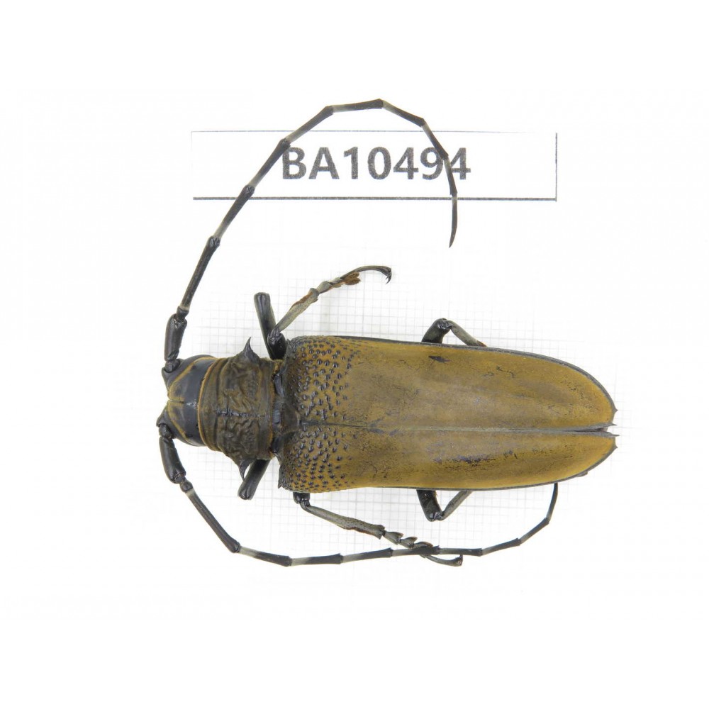 Cerambycidae sp. China, Yunnan, Dali, S of Mt.Cangshan. 1Pcs. BA10494.