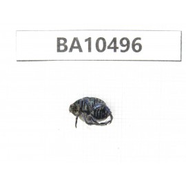 Rutelidae sp. China, Yunnan, Xiangerila, Mt.Daxueshan.1Pcs. BA10496.