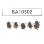 Cetoniidae sp. China, Yunnan, Xiangerila, Mt.Daxueshan. 5Pcs. BA10502.