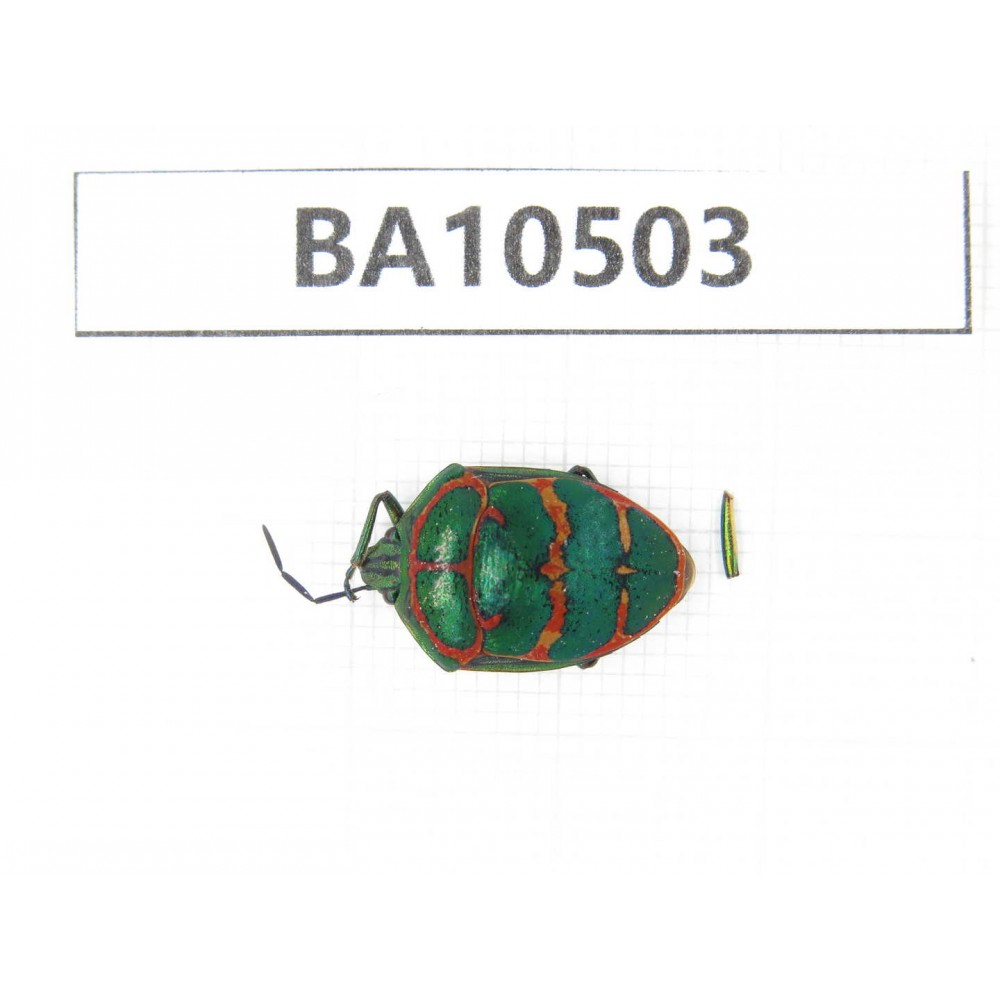 Hemiptera sp. China,Yunnan, Xiangerila, Mt.Daxueshan. 1Pcs. BA10503.