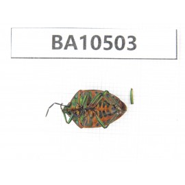 Hemiptera sp. China,Yunnan, Xiangerila, Mt.Daxueshan. 1Pcs. BA10503.