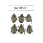 Rutelidae sp. China, Shaanxi, Hanzhong, Liuba county.6Pcs. BA10505.