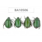 Rutelidae sp. China, Shaanxi, Hanzhong, Liuba county. 4Pcs. BA10506.