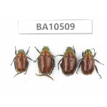 Rutelidae sp. China, Shaanxi, Hanzhong, Liuba county. 4Pcs. BA10509.
