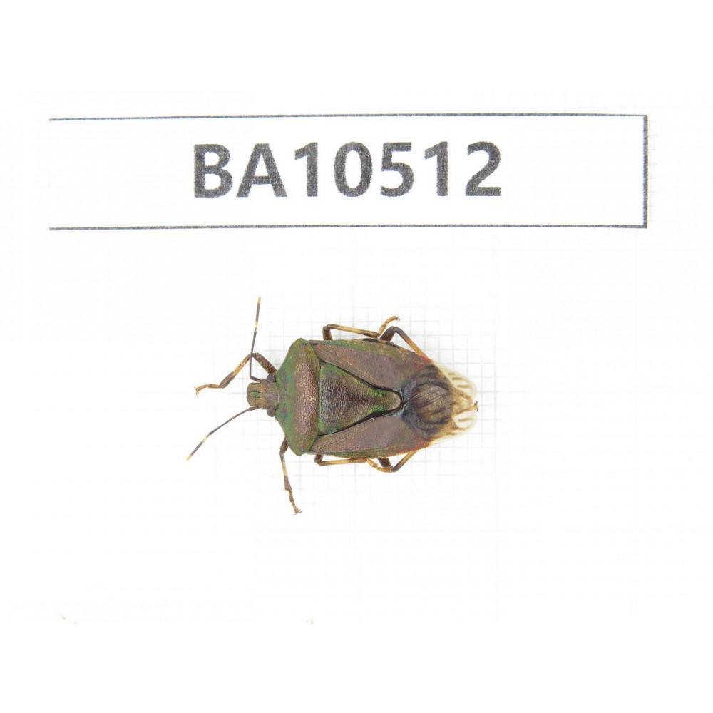 Hemiptera sp. China, Gansu, Longnan, Wenxian county.1Pcs. BA10512.